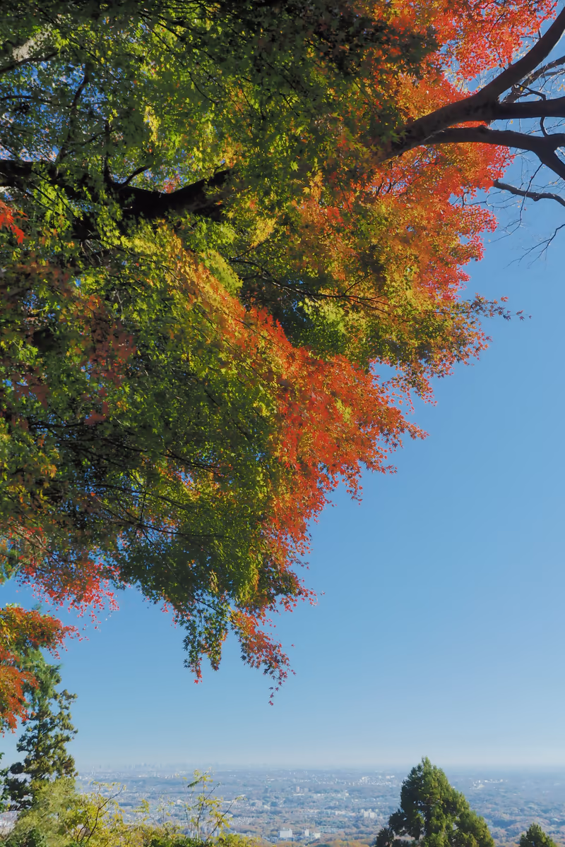 投稿写真：高尾山　関東平野と秋のグラデーション