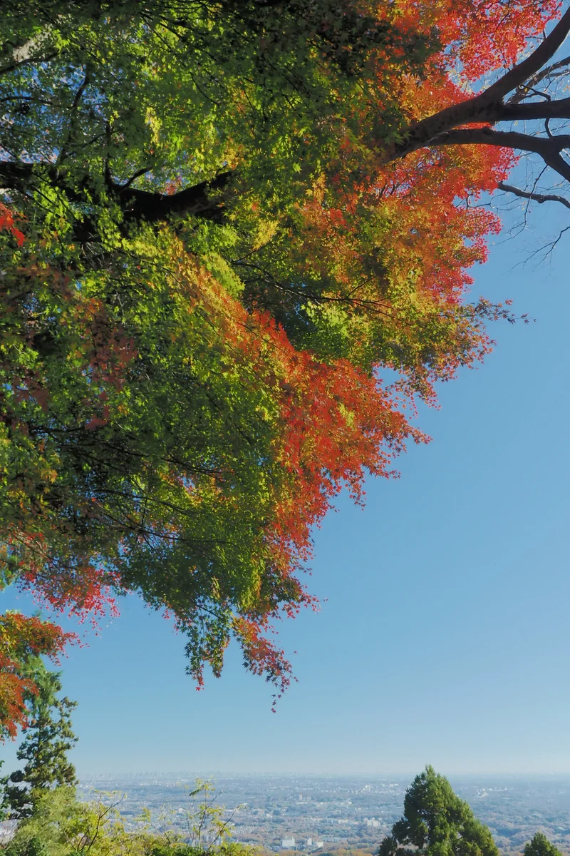 投稿写真：高尾山　関東平野と秋のグラデーション
