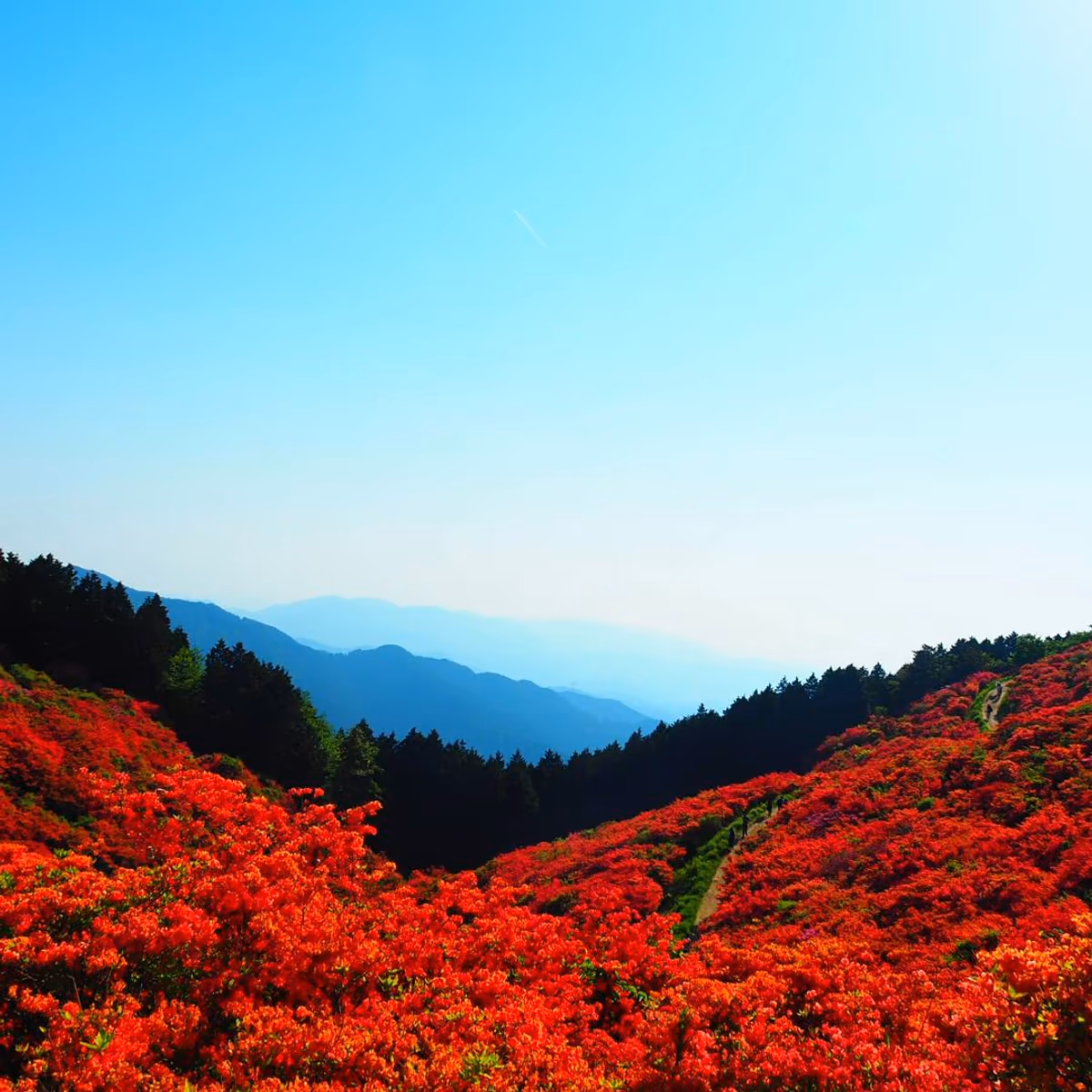 投稿写真：葛城高原