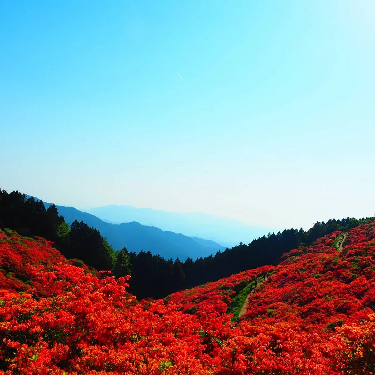 投稿写真：葛城高原