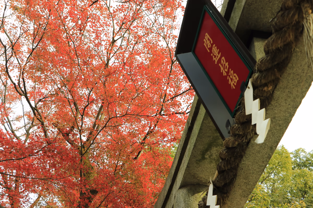 投稿写真：車折神社の鳥居と紅葉