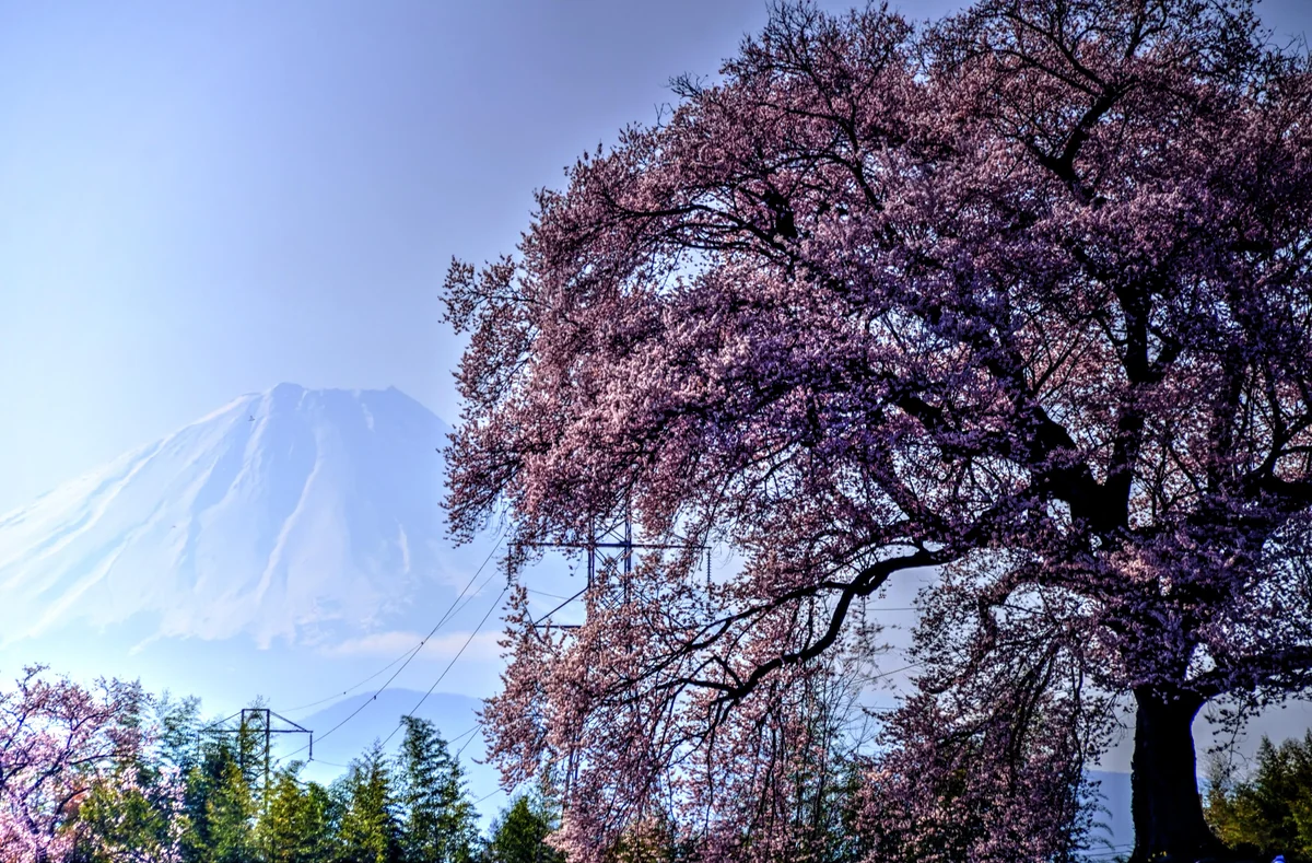 投稿写真：わに塚桜