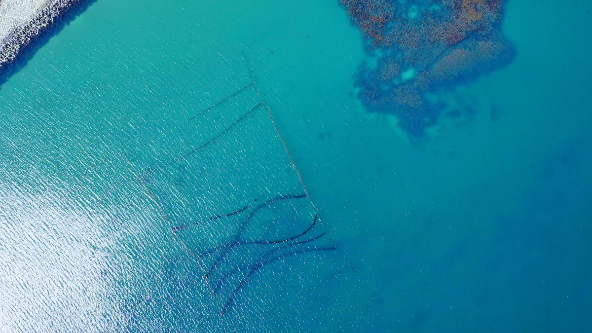 投稿写真：定置網