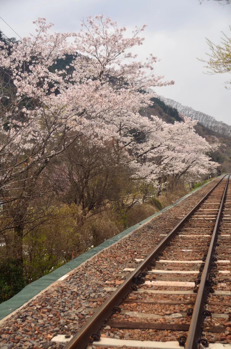 投稿写真：沿線の桜