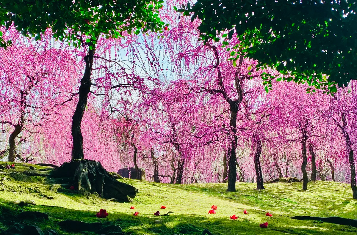 投稿写真：城南宮の枝垂れ梅と落ち椿