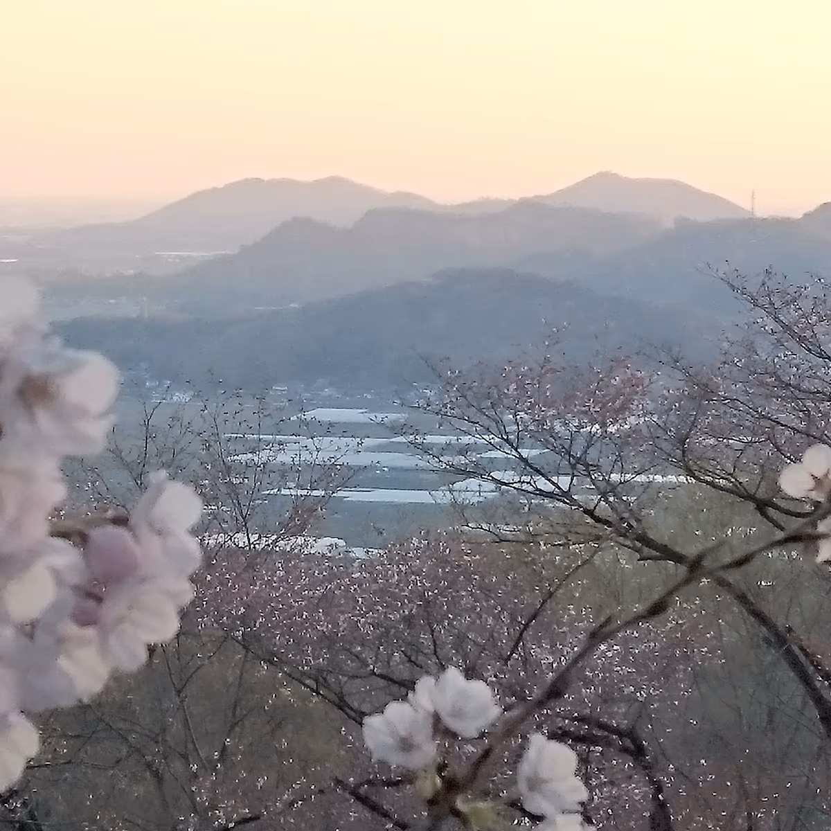投稿写真：春の夕暮れ