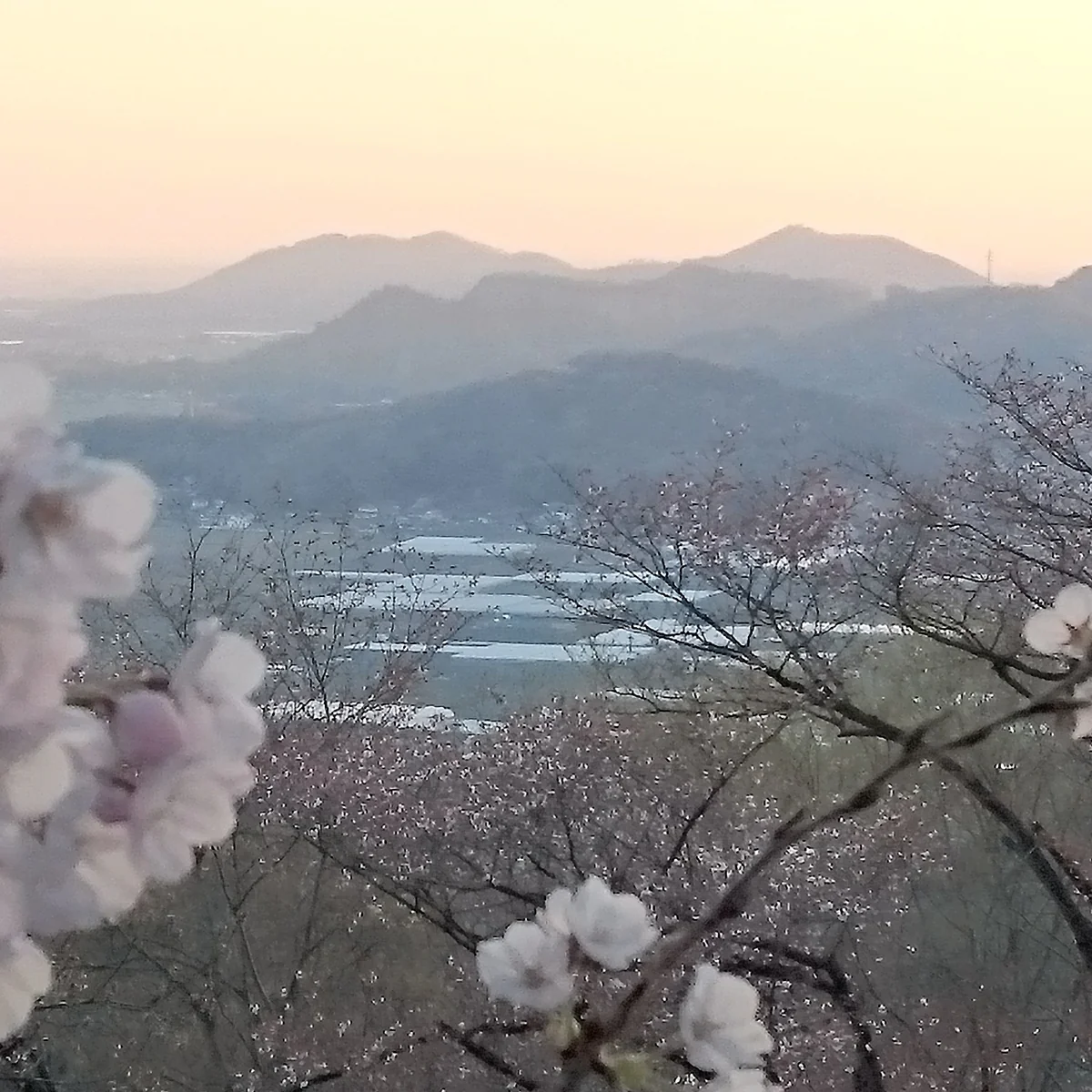 投稿写真：春の夕暮れ