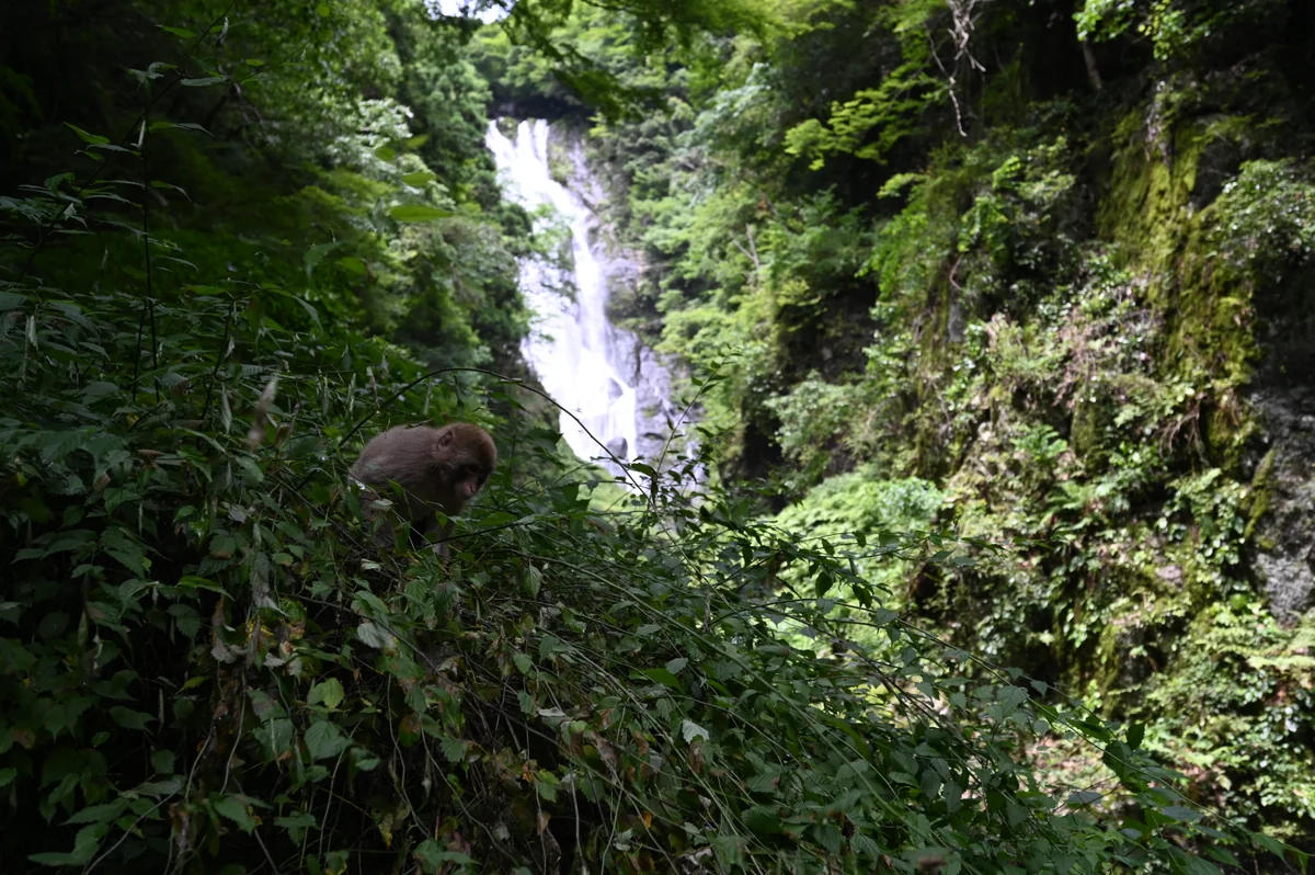 投稿写真：猿の住む滝