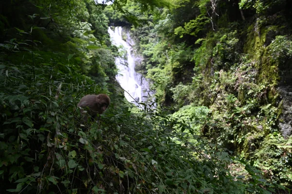 投稿：猿の住む滝
