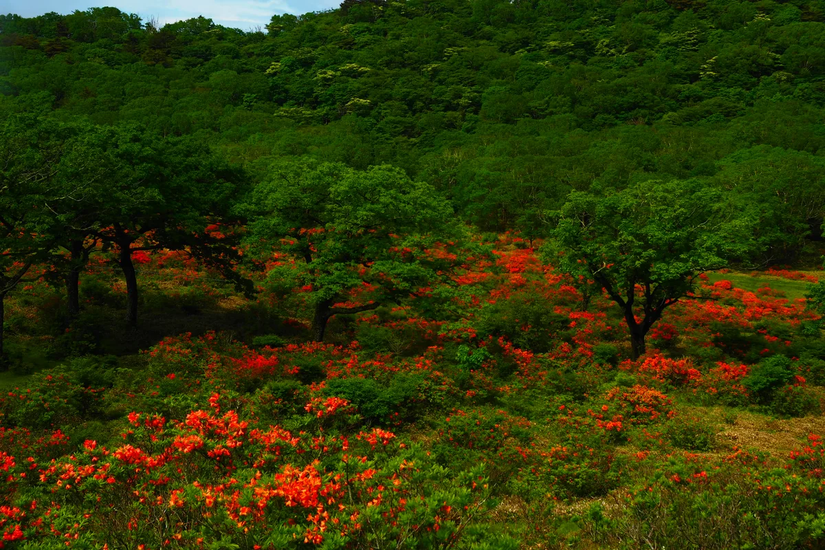 投稿写真：赤城山　レンゲツツジの群落