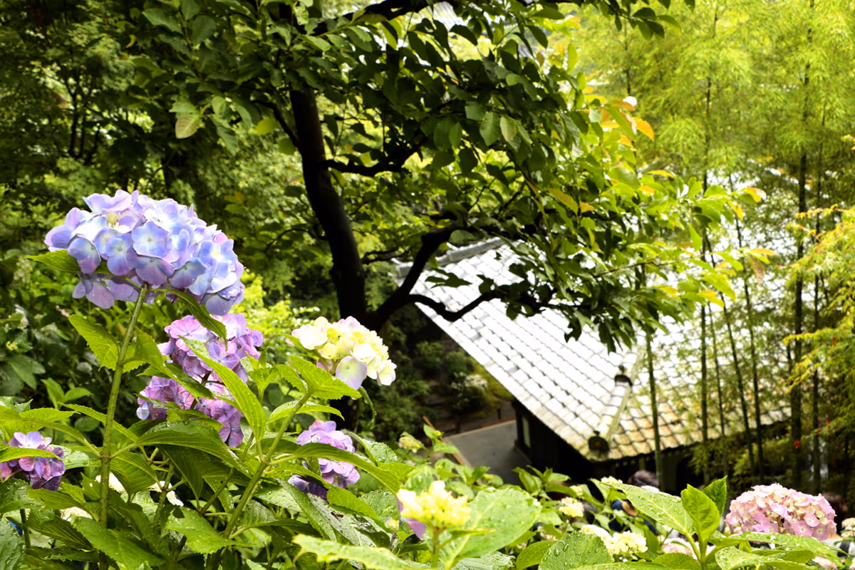 投稿写真：長谷寺