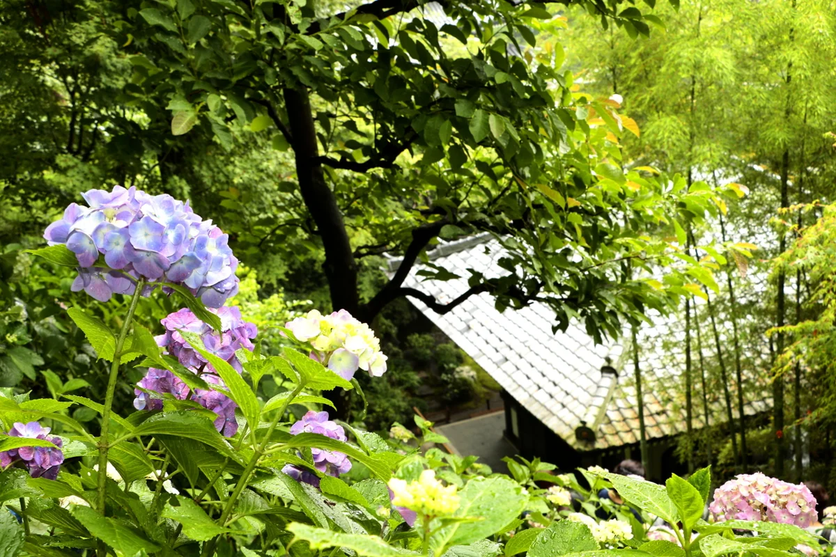 投稿写真：長谷寺