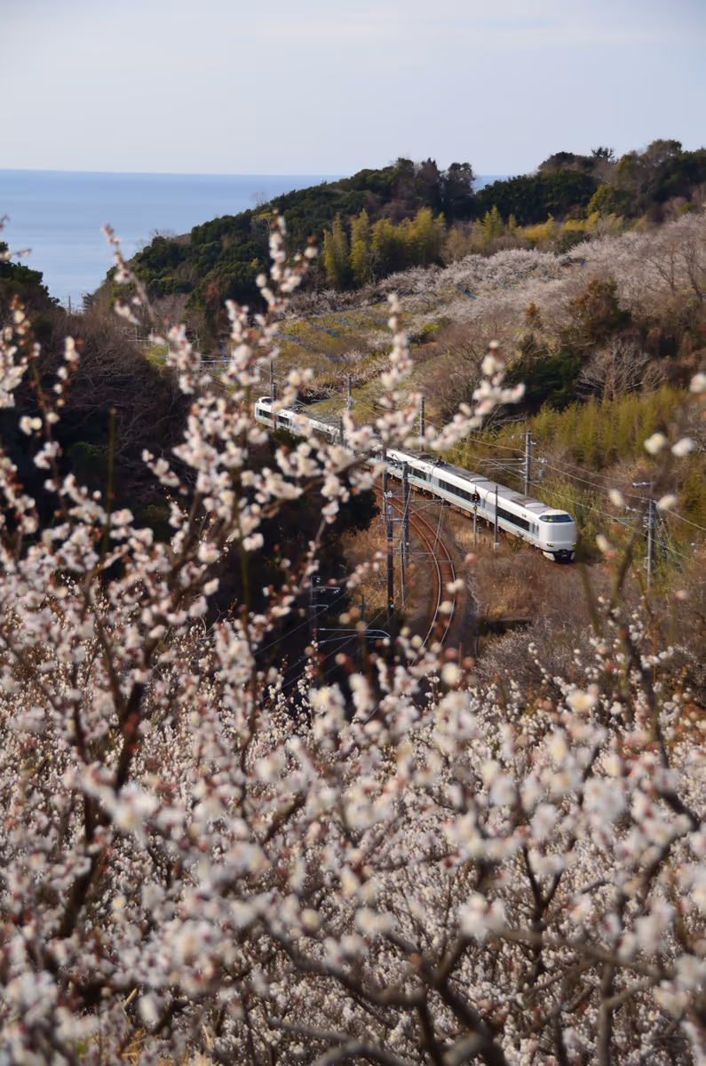 投稿写真：特急くろしお号