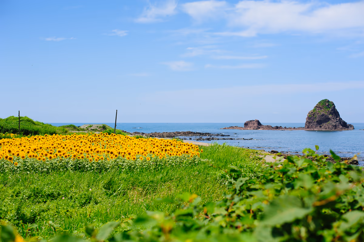 投稿写真：ひまわり畑