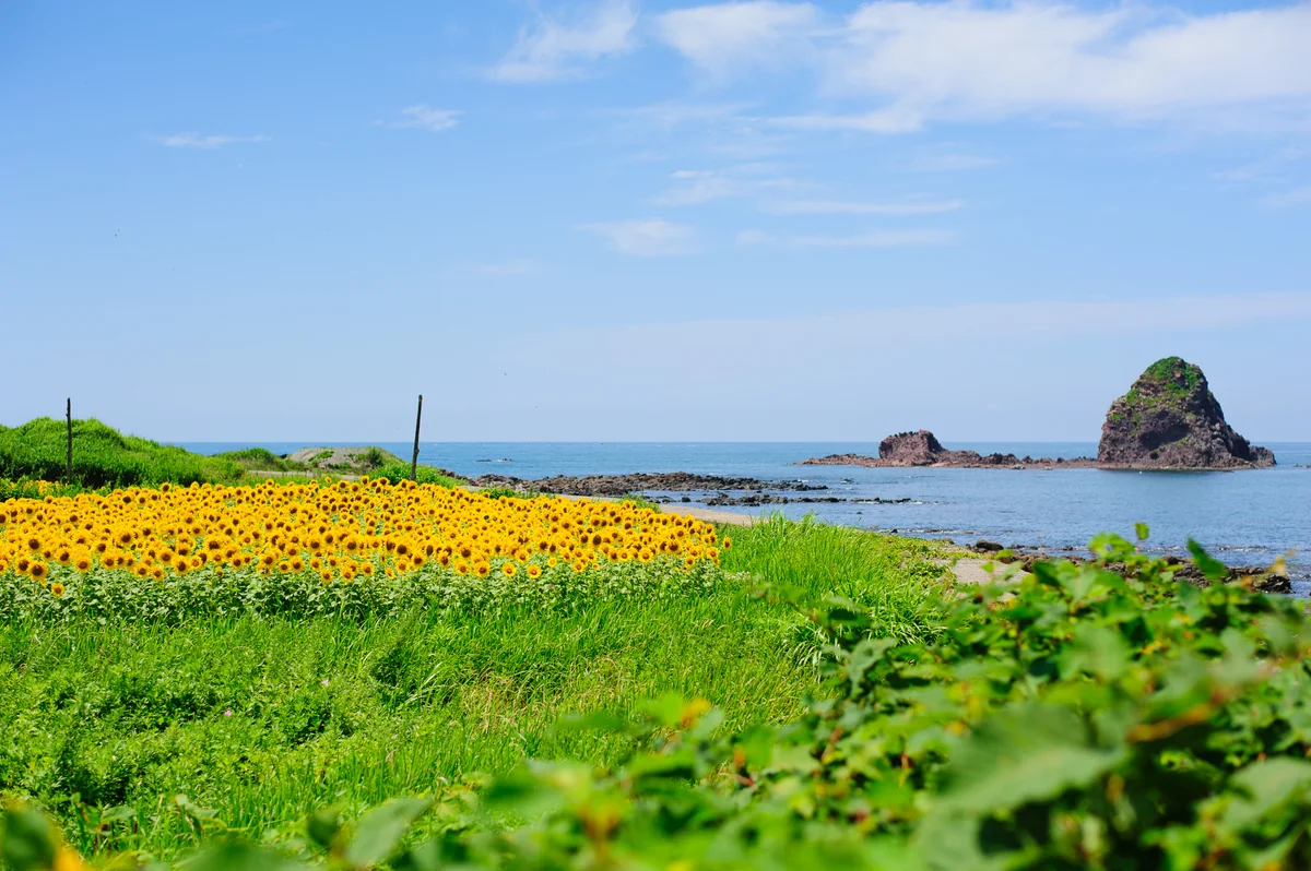 投稿写真：ひまわり畑