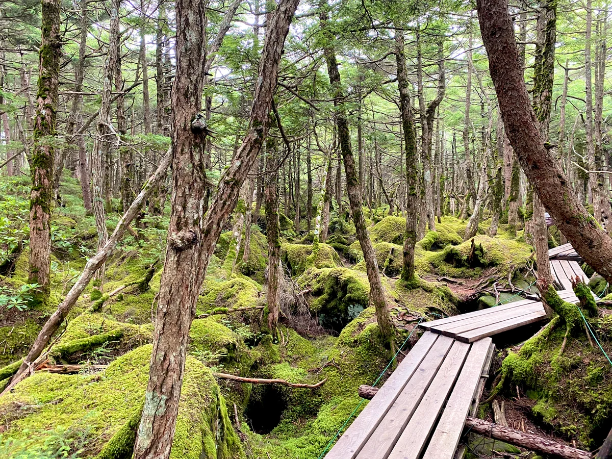 投稿写真：「にう」への道