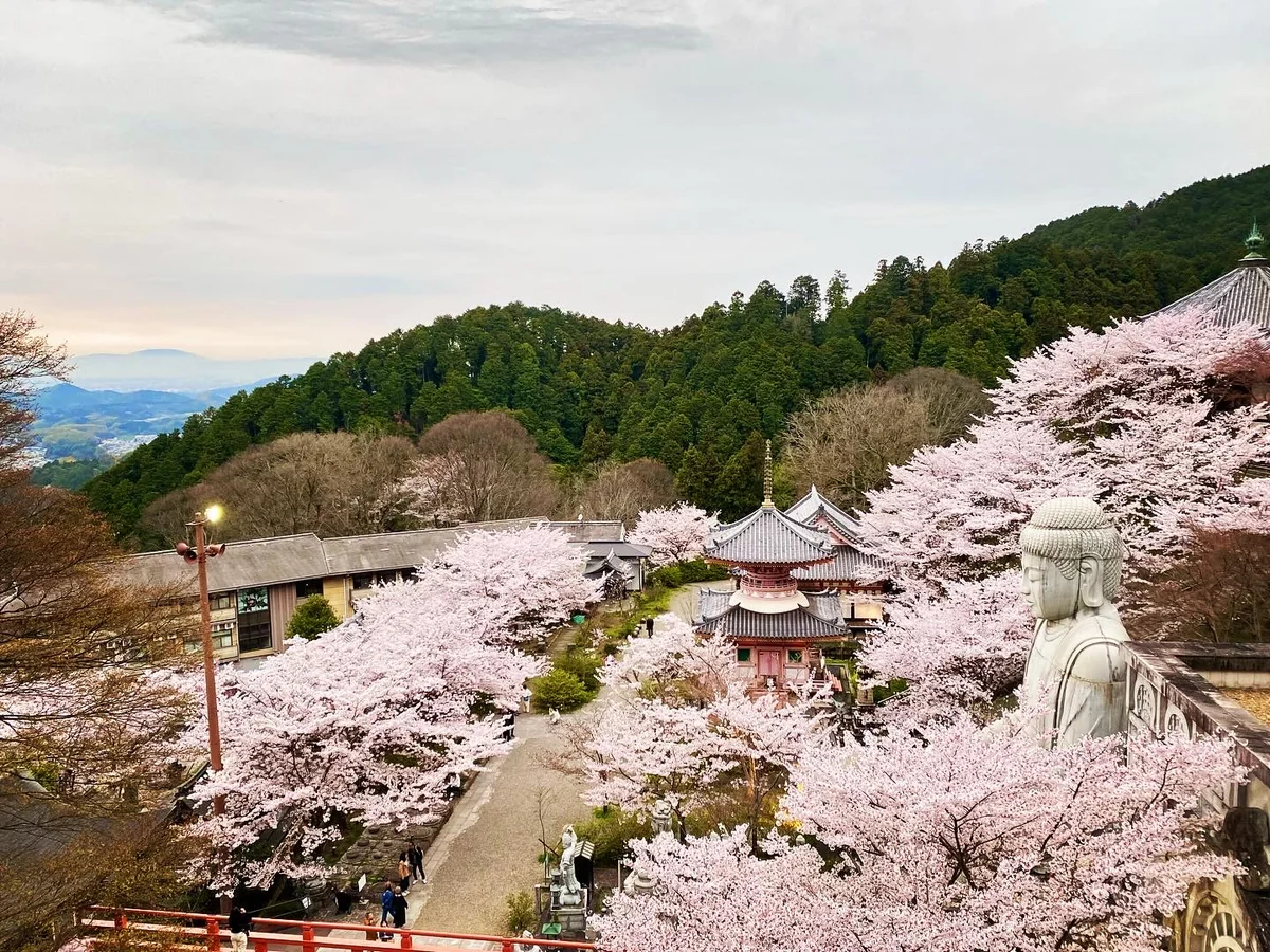 投稿写真：まるで雲海の様な桜🌸桜大仏