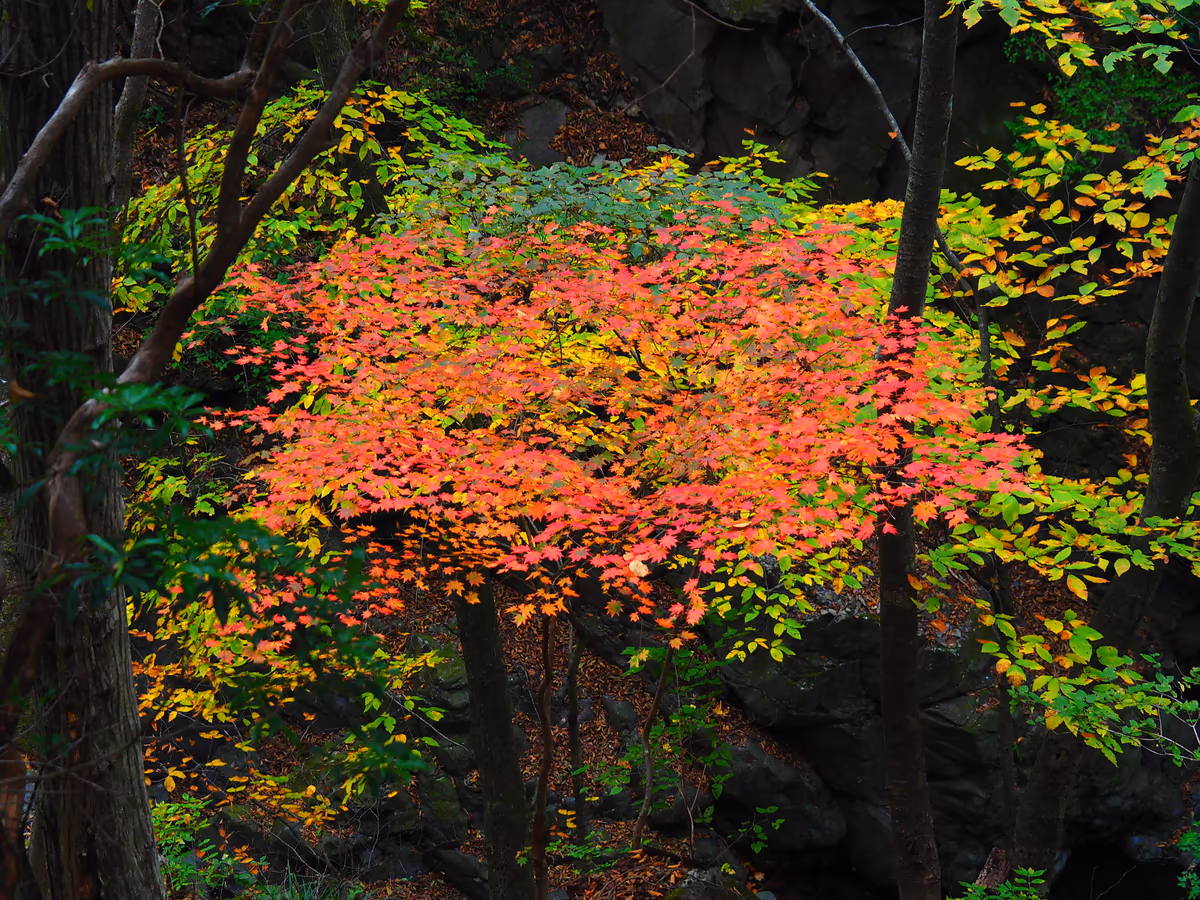 投稿写真：川苔山の紅葉