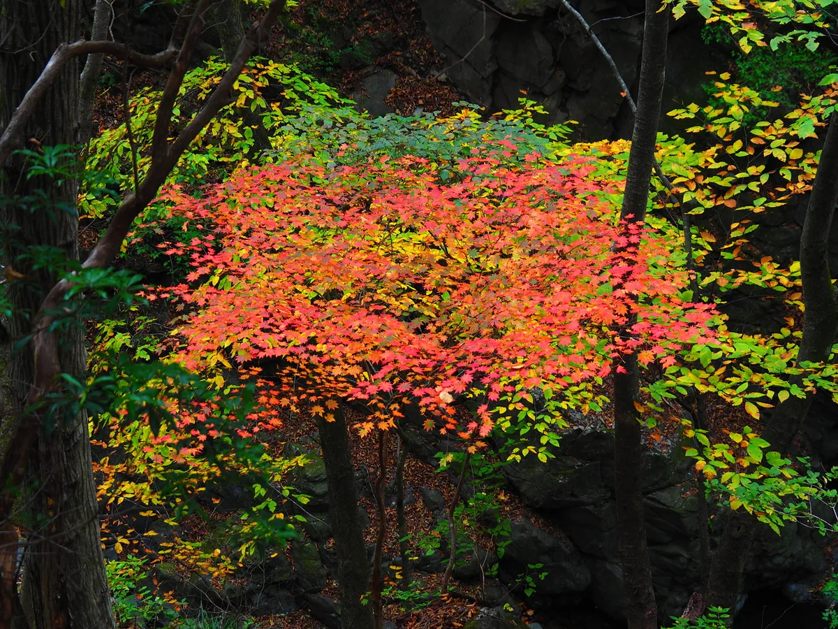 投稿写真：川苔山の紅葉