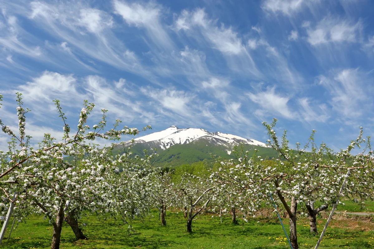 投稿写真：岩木山麓のリンゴ農園