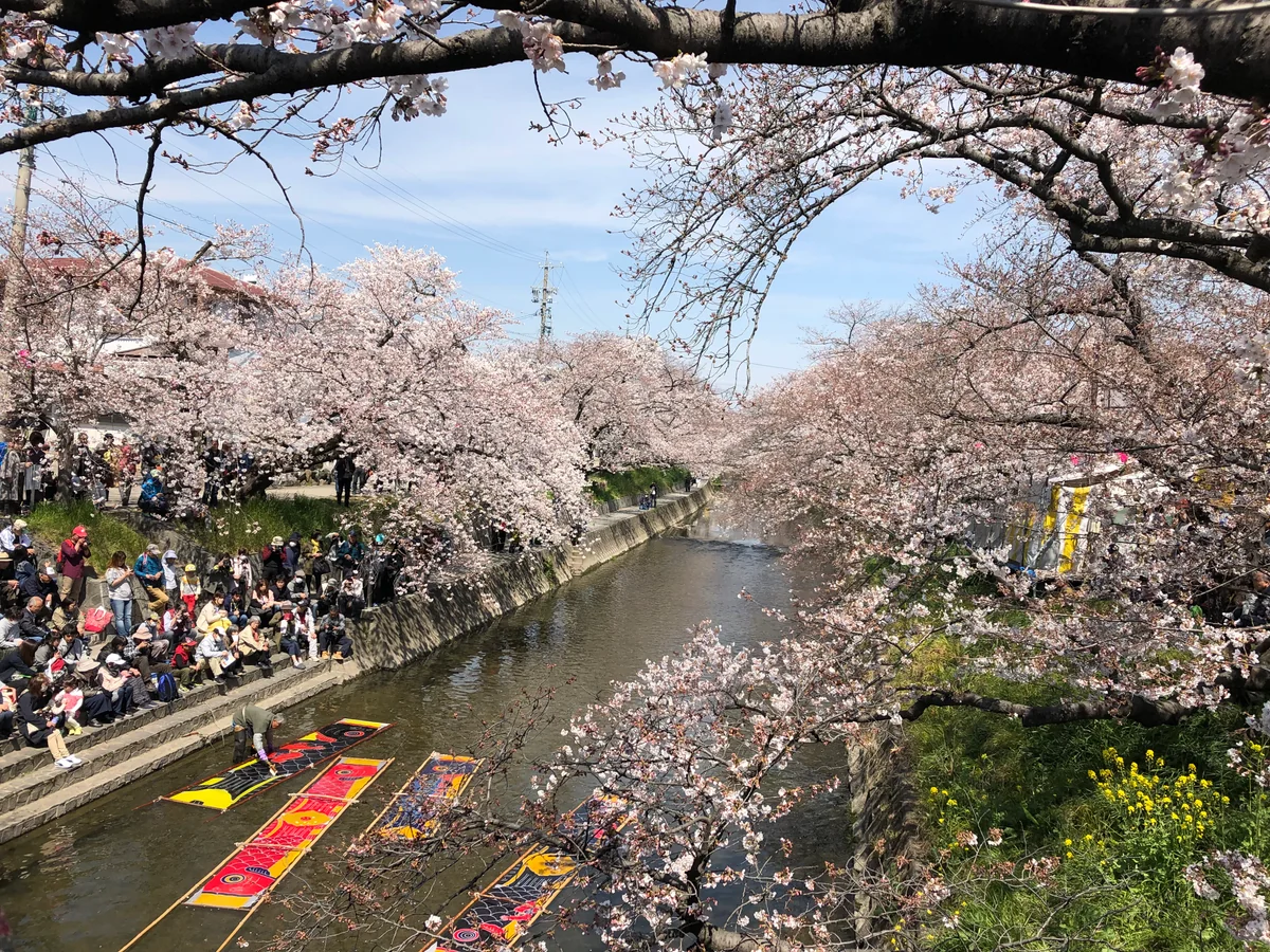 投稿写真：のんぼり洗い