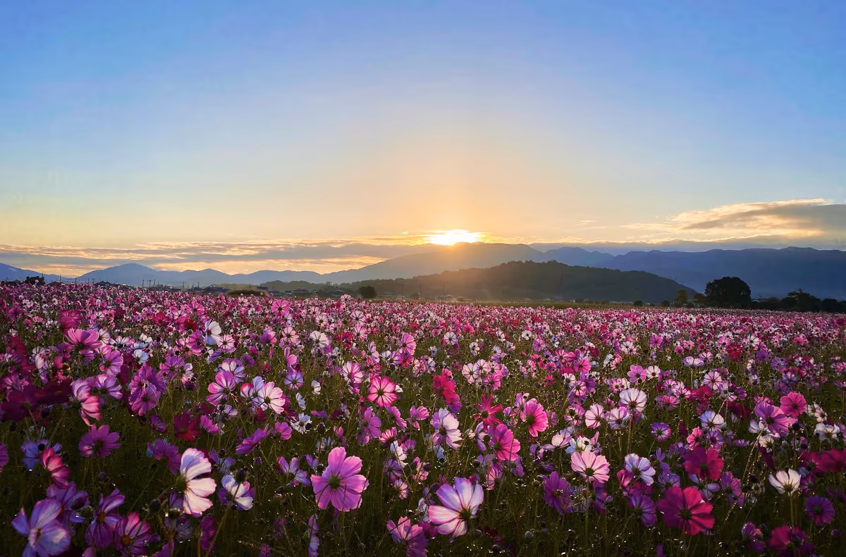 投稿写真：朝露にひかる秋桜