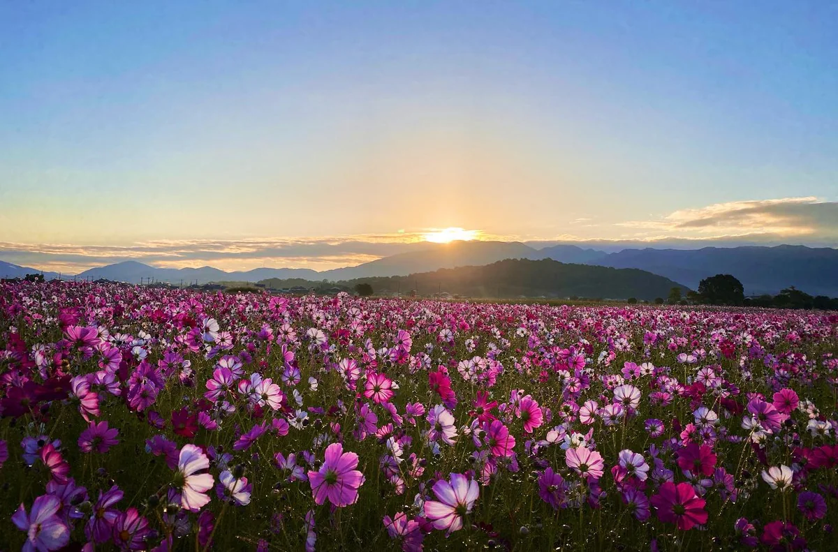 投稿写真：朝露にひかる秋桜