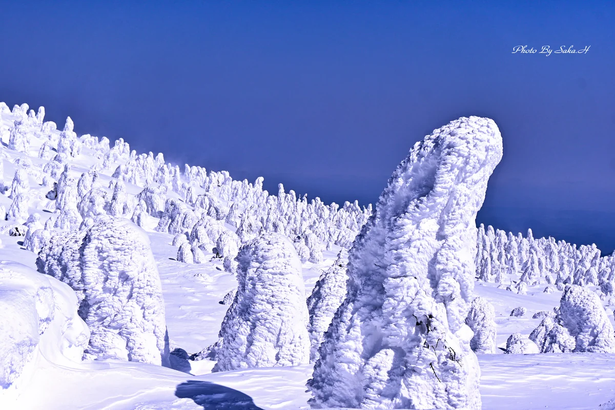 投稿写真：ちょっと小さくなりました