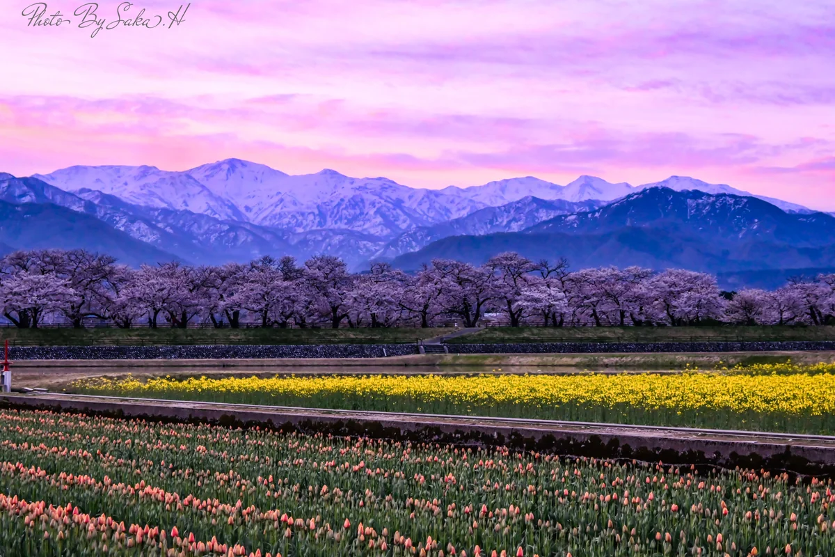 投稿写真：春の四重奏
