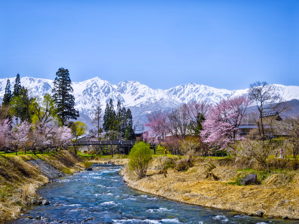 投稿写真：満開の桜と残雪の白馬三山