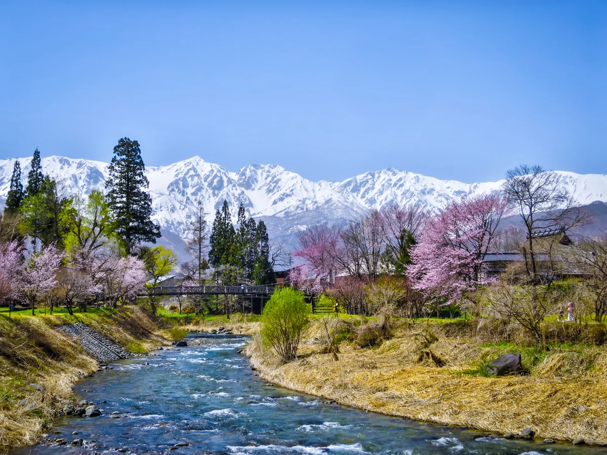 投稿写真：満開の桜と残雪の白馬三山