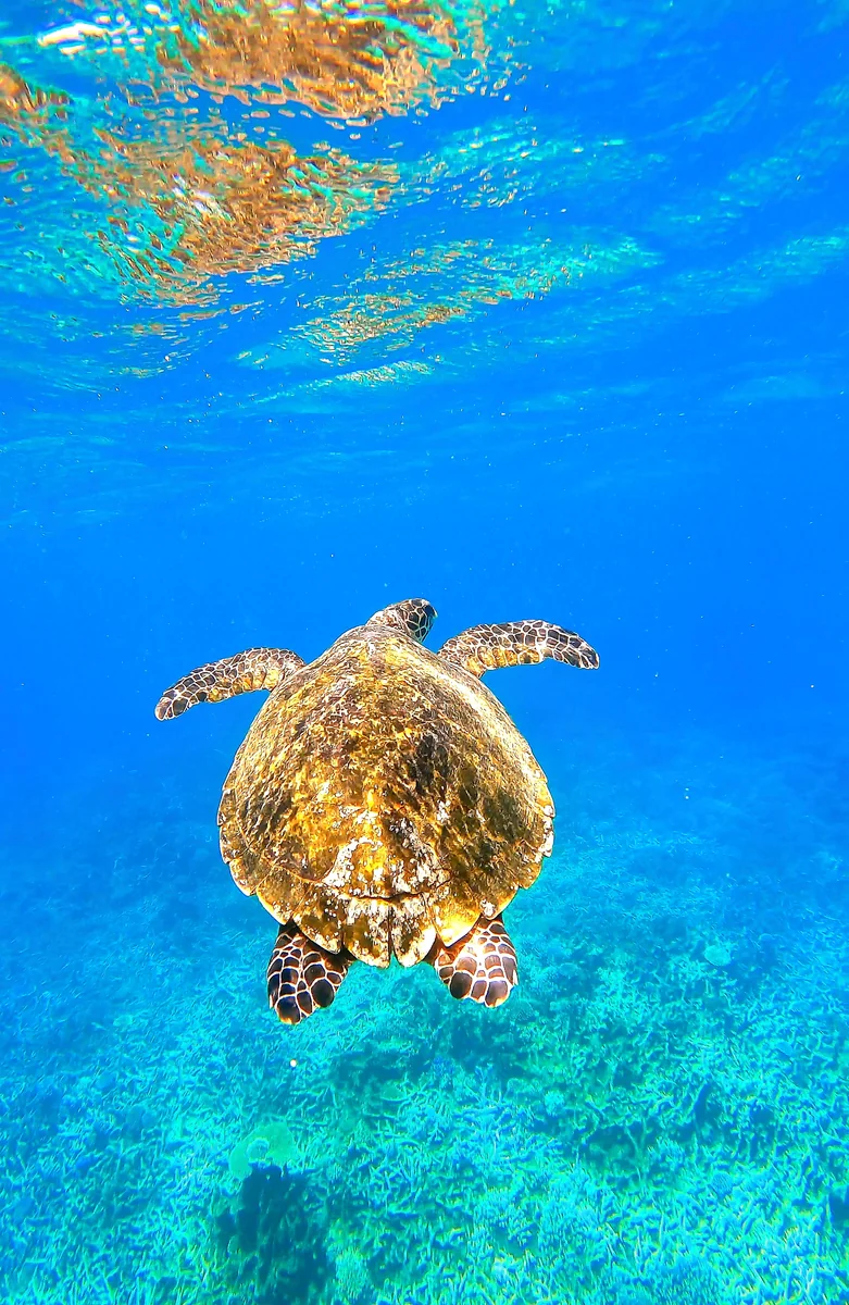 投稿写真：タイマイとともに