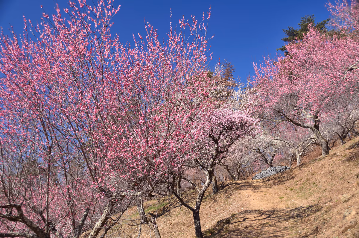 投稿写真：秩父　梅の香り