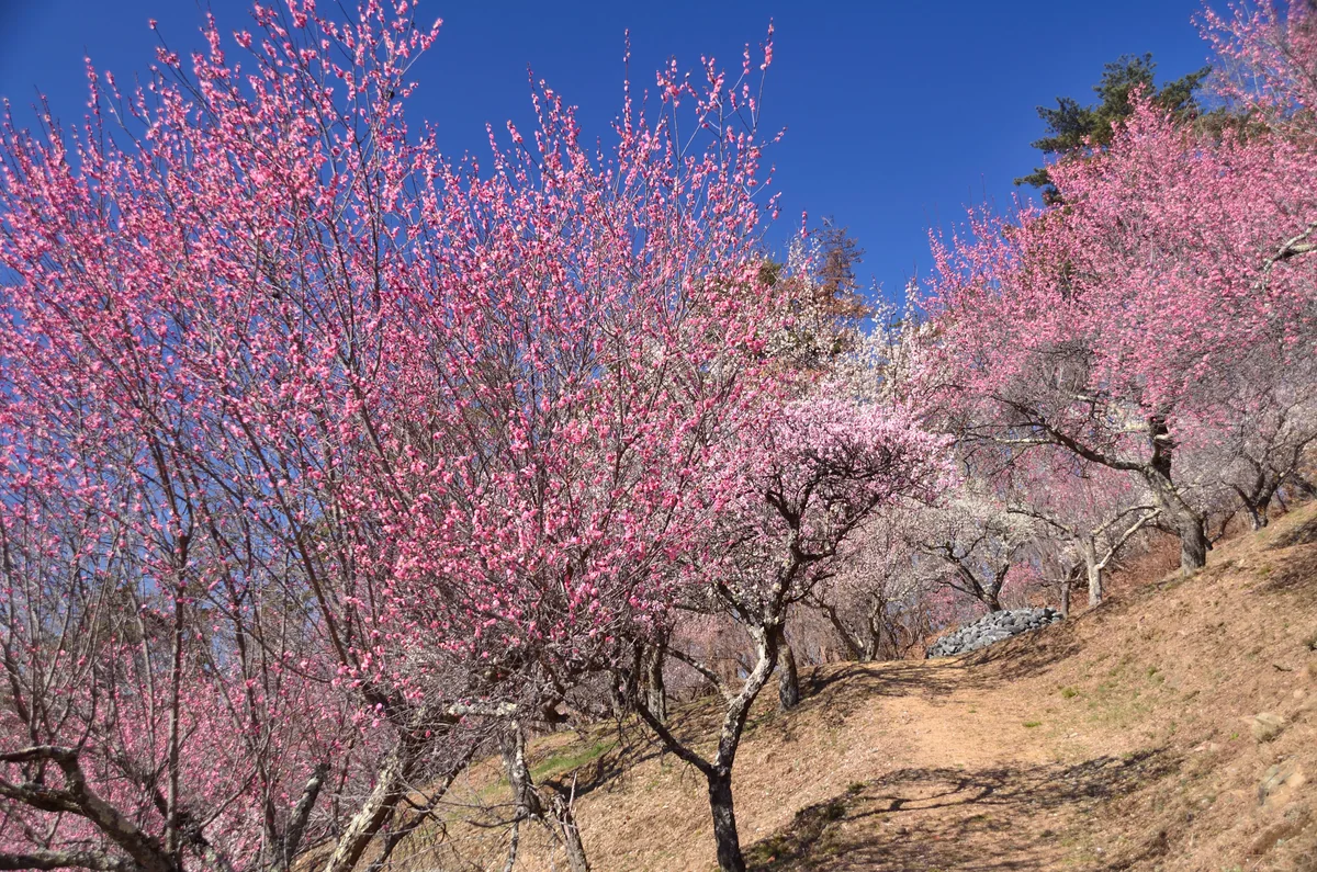 投稿写真：秩父　梅の香り