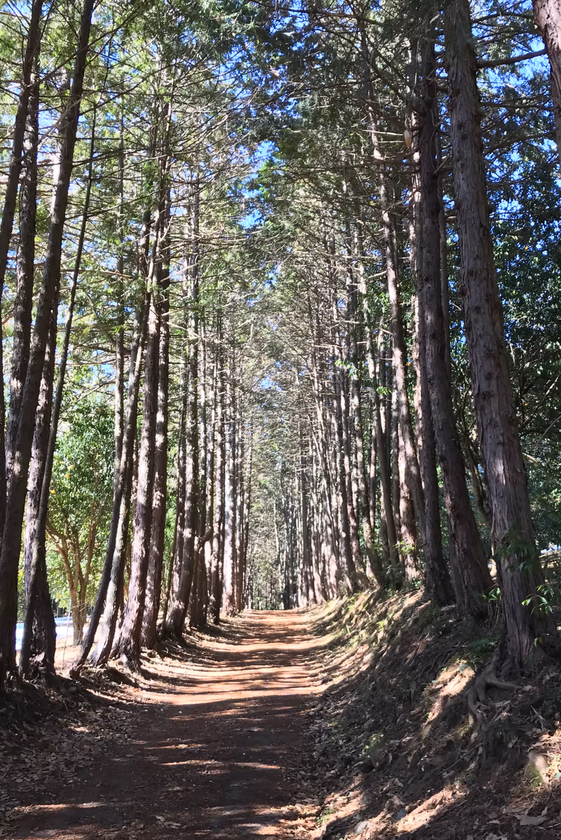 投稿写真：破風山に向かう道