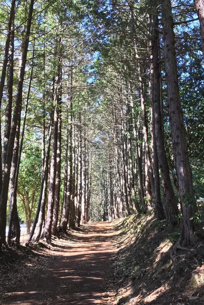 投稿写真：破風山に向かう道