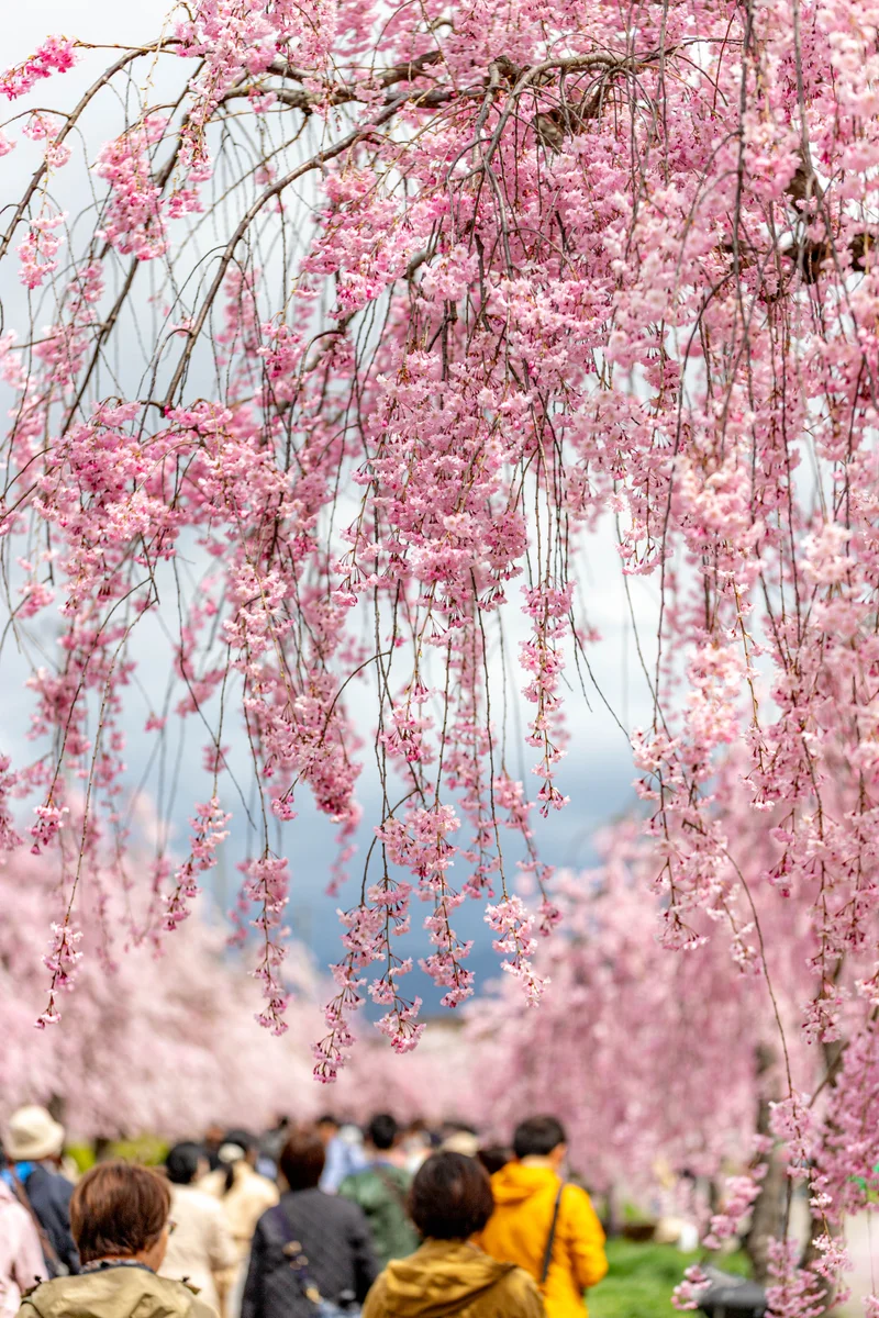 投稿写真：しだれ桜の散道