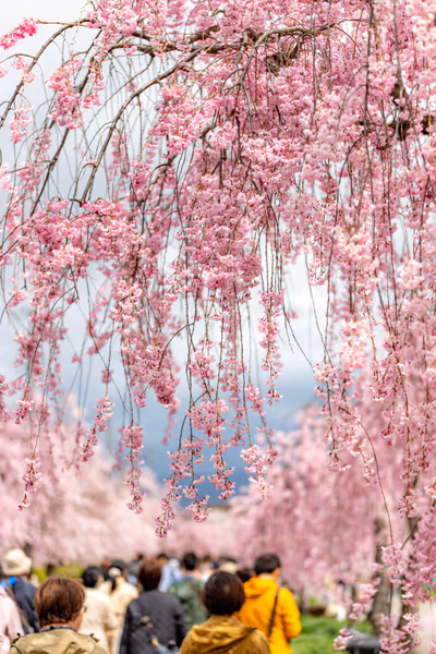 投稿：しだれ桜の散道