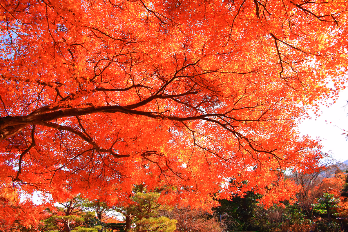 投稿写真：宝筐院の紅葉２