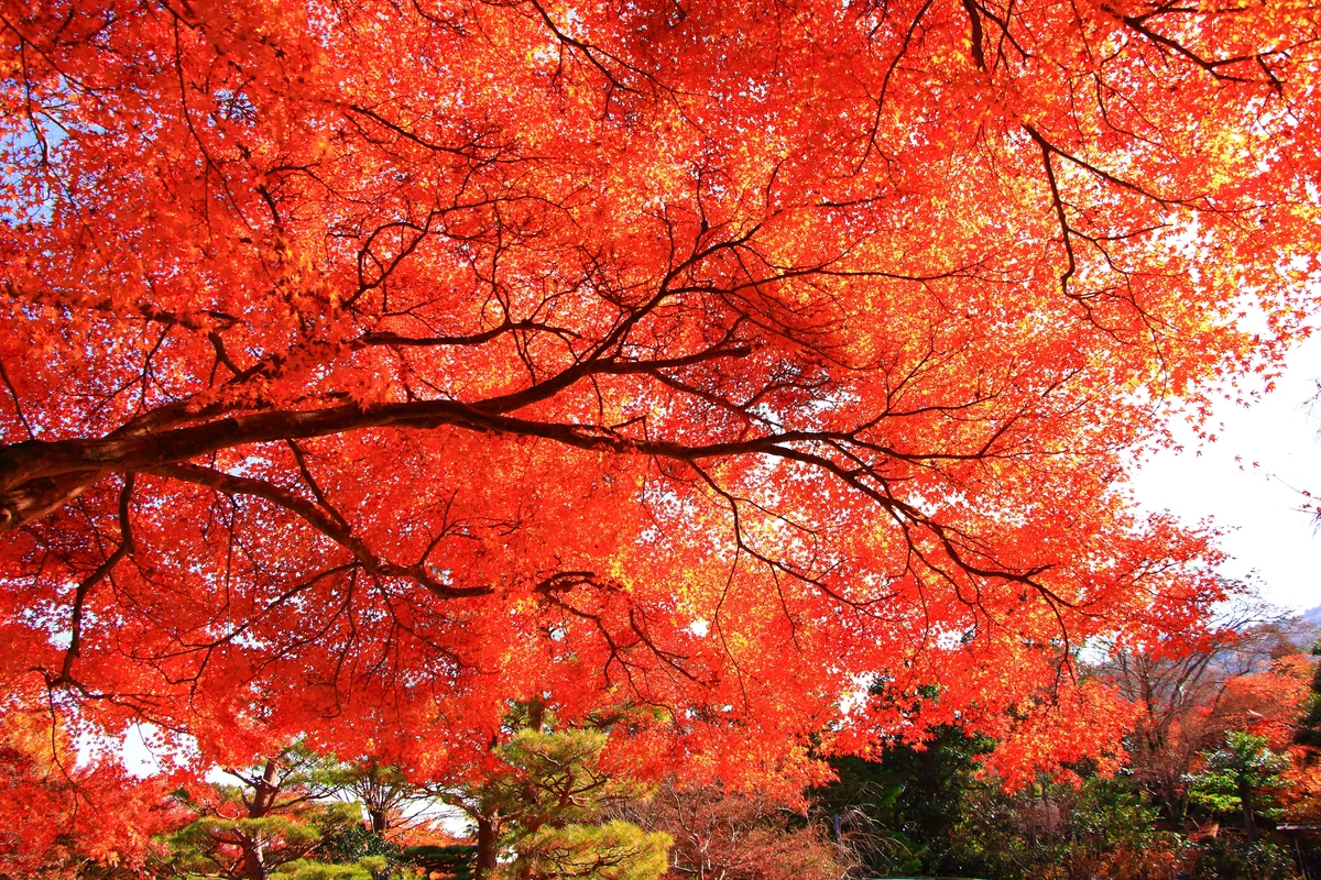 投稿写真：宝筐院の紅葉２