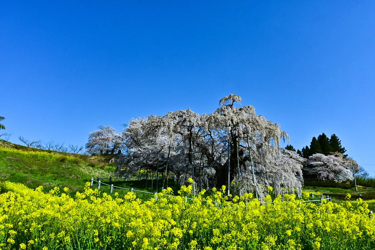 投稿写真：満開