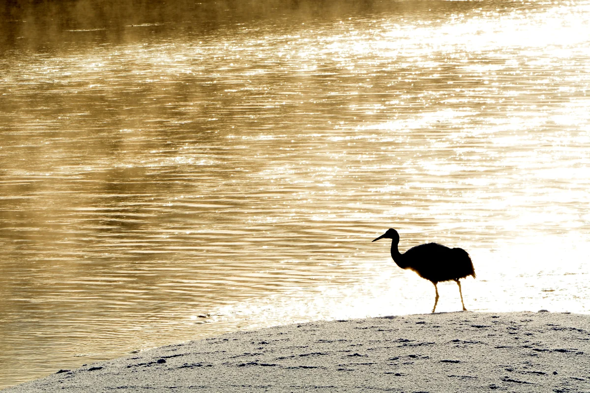 投稿写真：朝もやの中で佇む丹頂鶴