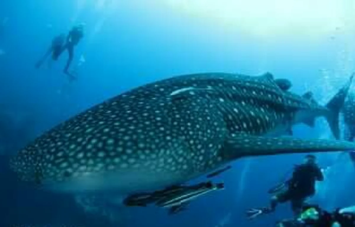 投稿写真：ジンベイザメ