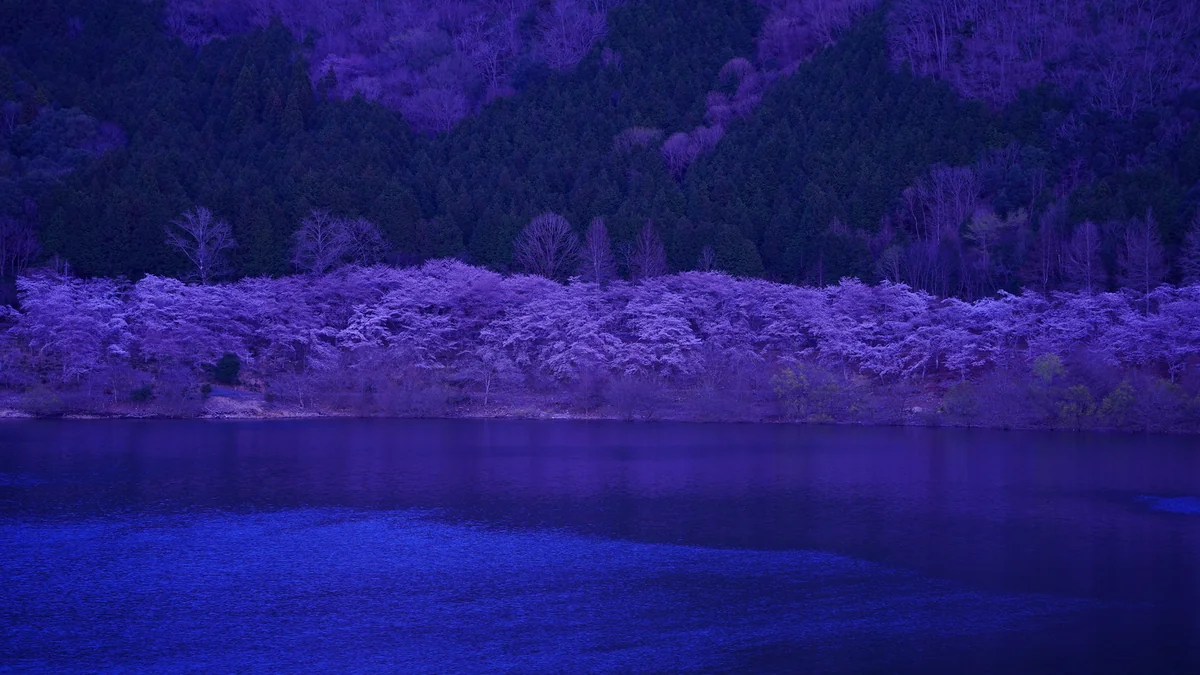 投稿写真：八千代湖