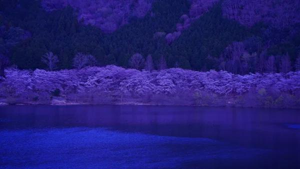 投稿：八千代湖