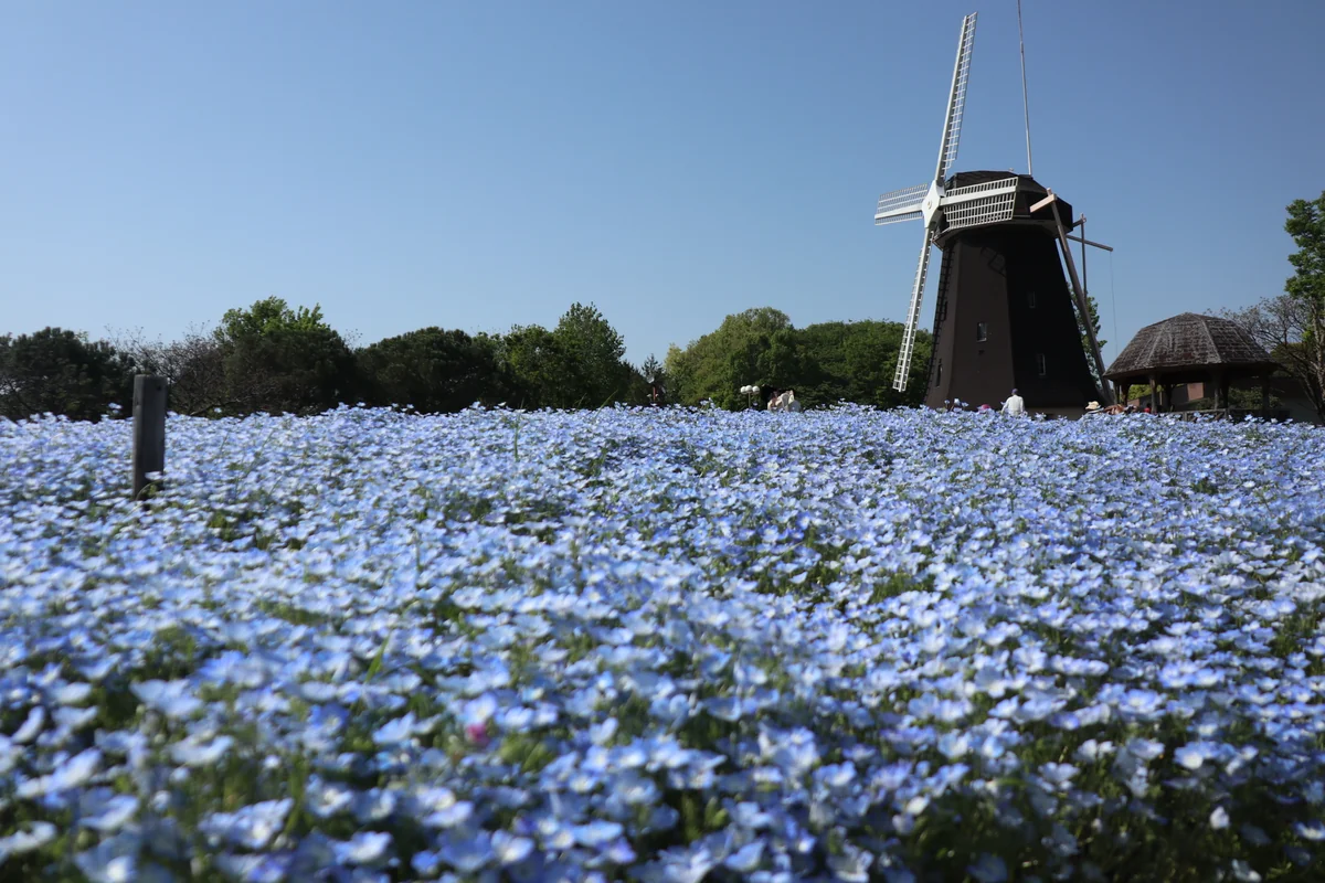 投稿写真：鶴見緑地 ネモフィラ