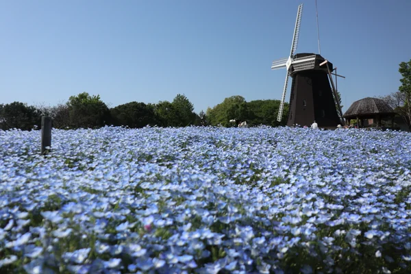 投稿：鶴見緑地 ネモフィラ