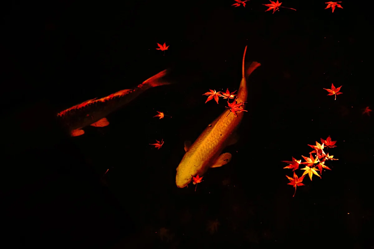 投稿写真：紅葉と鯉と。