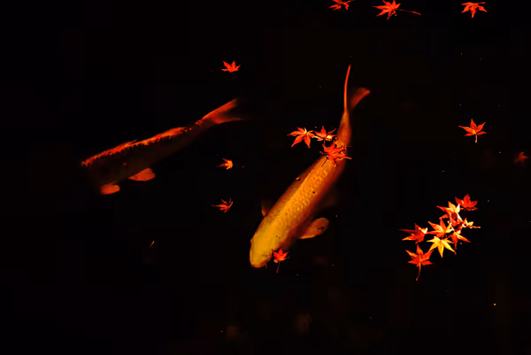 投稿：紅葉と鯉と。