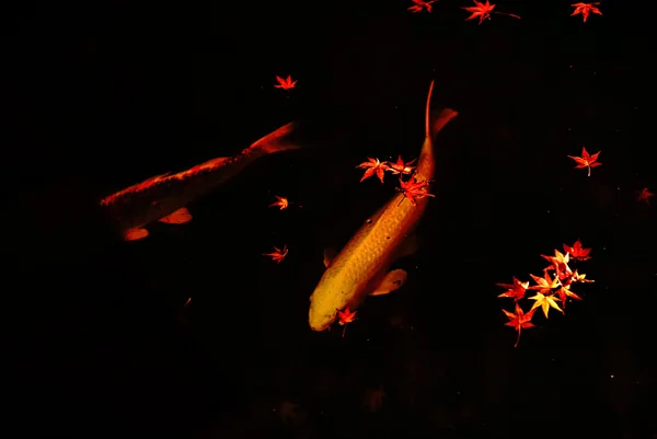 投稿：紅葉と鯉と。